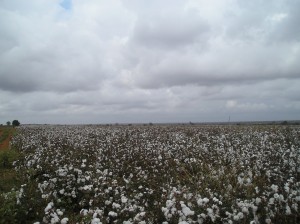 Makuleke cotton crop